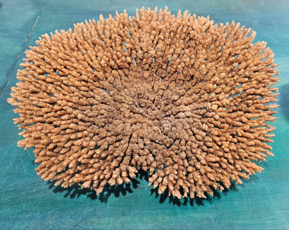 Natural Table- Special Plate Coral 15.75" – Coral