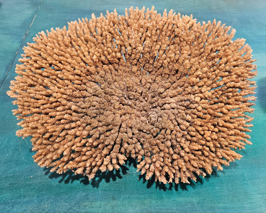 Natural Table- Special Plate Coral 15.75" – Coral