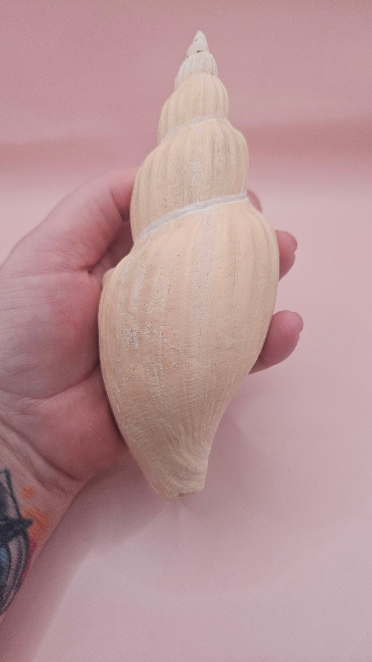 Fulgoraria Nagouchii Hashingi Display Shell – Natural Peach Toned Spiral 6.2" – seashells