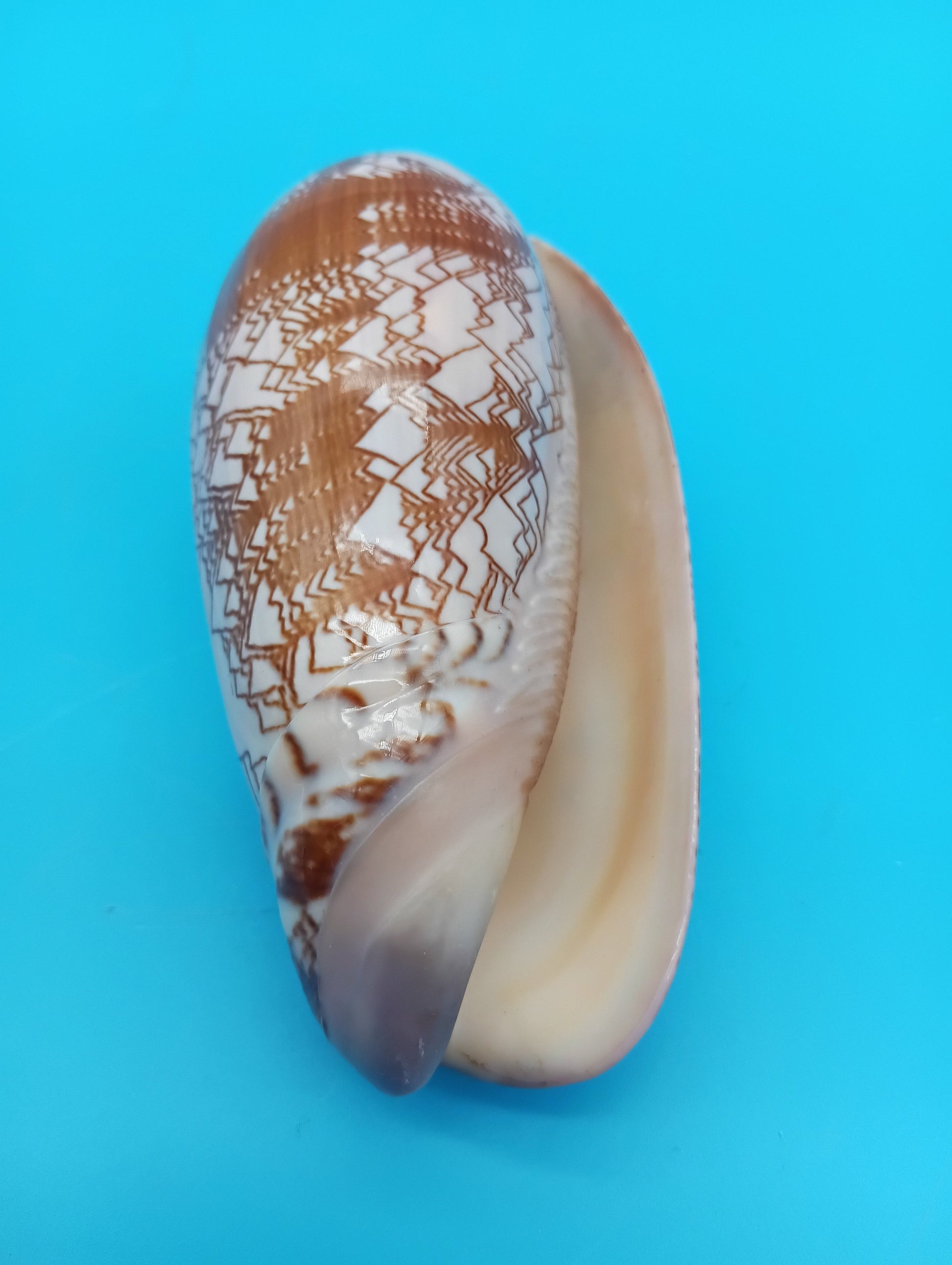 Tent Olive - Oliva Porphyria 3.7" – Shells