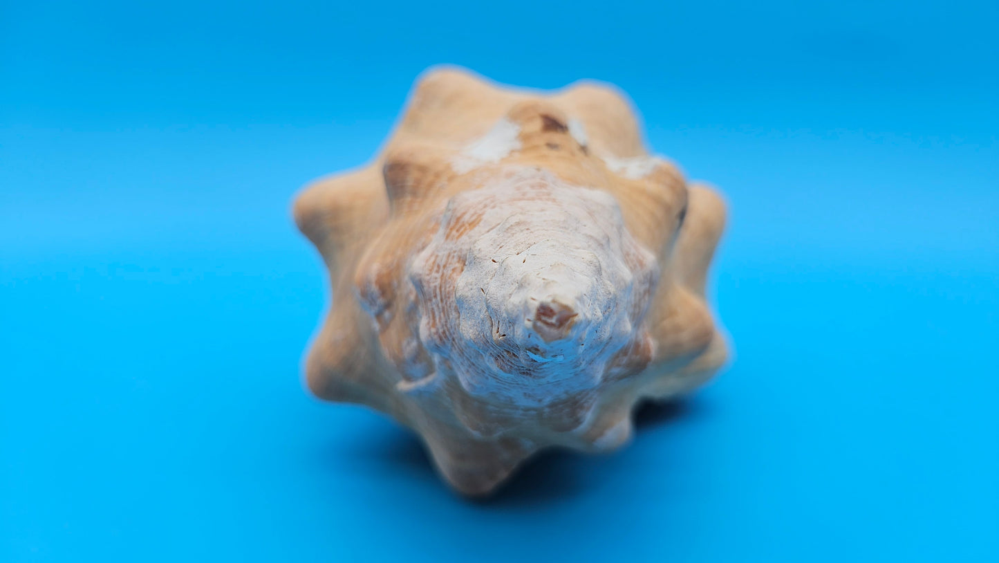 Rare Apricot Horse Conch Display Shell – Premium Coastal Home Decor Specimen 11" (Triplofusus giganteus) – Shells