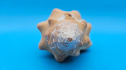 Rare Apricot Horse Conch Display Shell – Premium Coastal Home Decor Specimen 11" (Triplofusus giganteus) – Shells