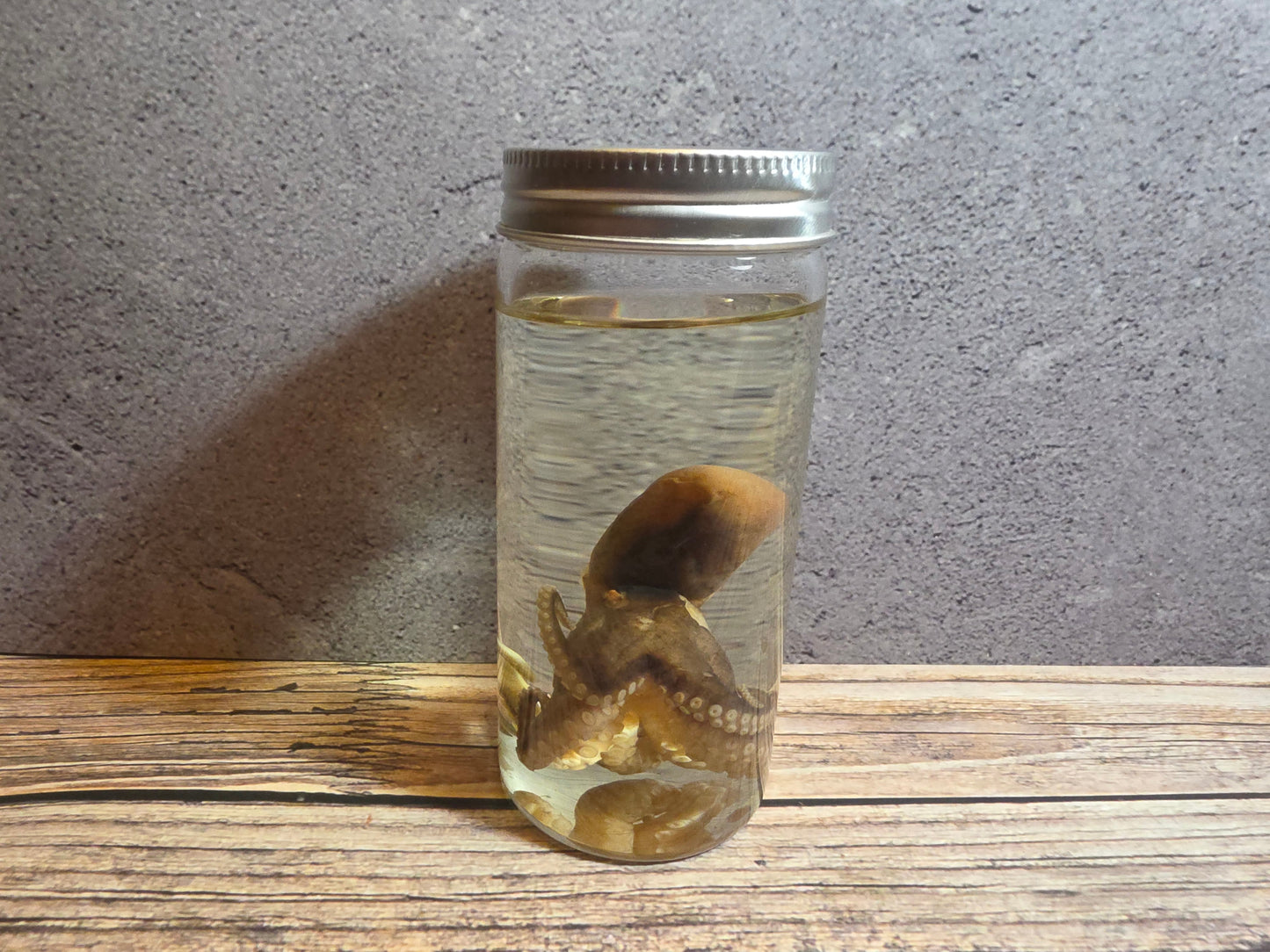 Octopus Wet Specimen (Sm #2) –
