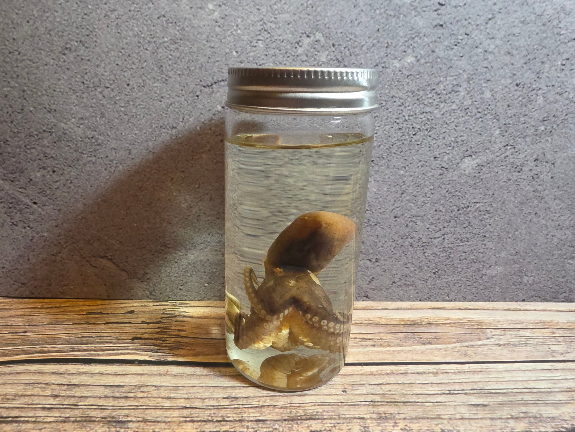 Octopus Wet Specimen (Sm #2) –