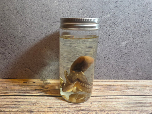Octopus Wet Specimen (Sm #2) –