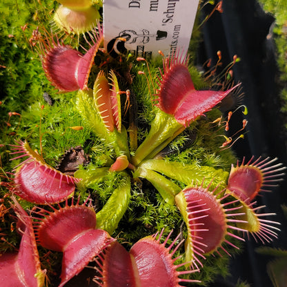 Venus flytrap (Dionaea muscipula) 'Schuppenstiel II'