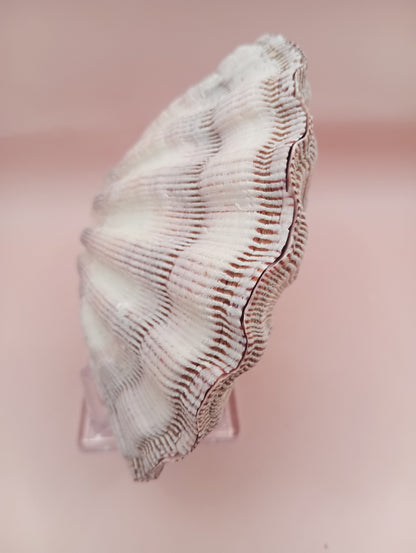 Natural Lion's Paw Seashell Pair – 5.5" x 5.0" – Coastal Display Accent – seashells