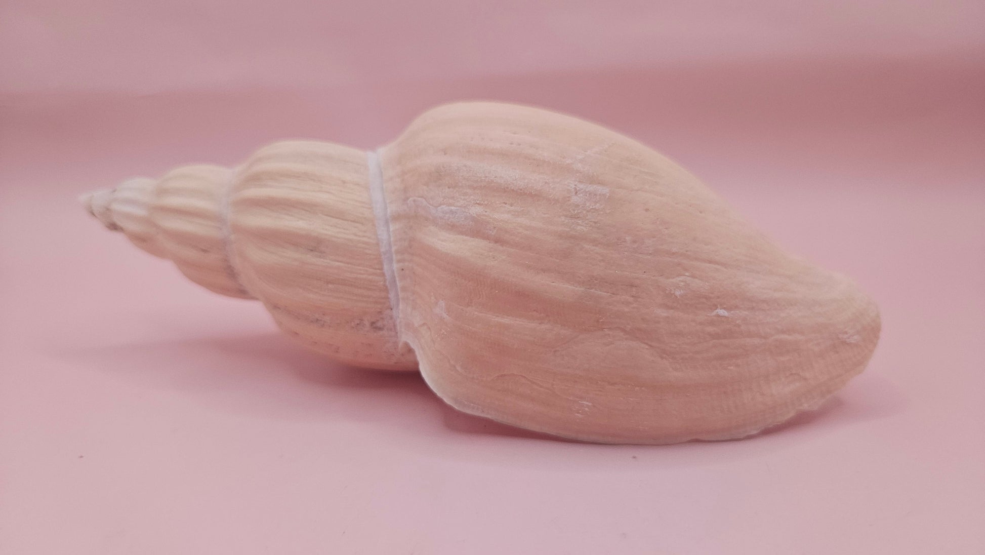 Fulgoraria Nagouchii Hashingi Display Shell – Natural Peach Toned Spiral 6.2" – seashells