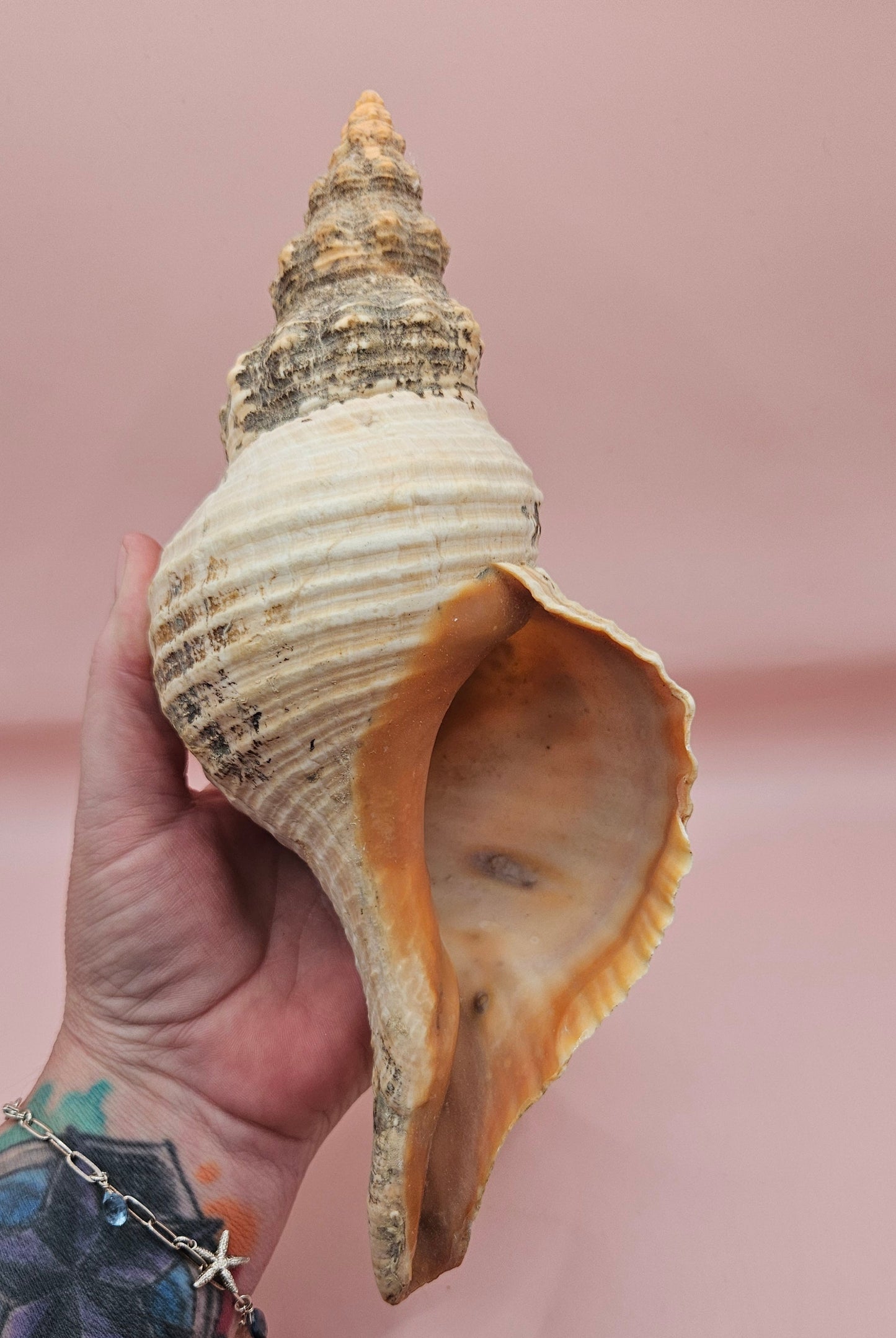 Large Horse Conch Shell – 10" Natural Coastal Display Shell – Shellls