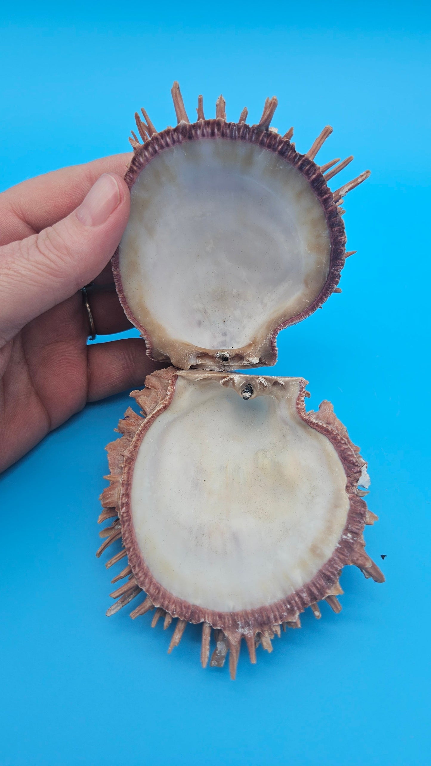 Spiny Spondylus Shell Pair 3.8" – Natural Purple-Toned Coastal Display Shell