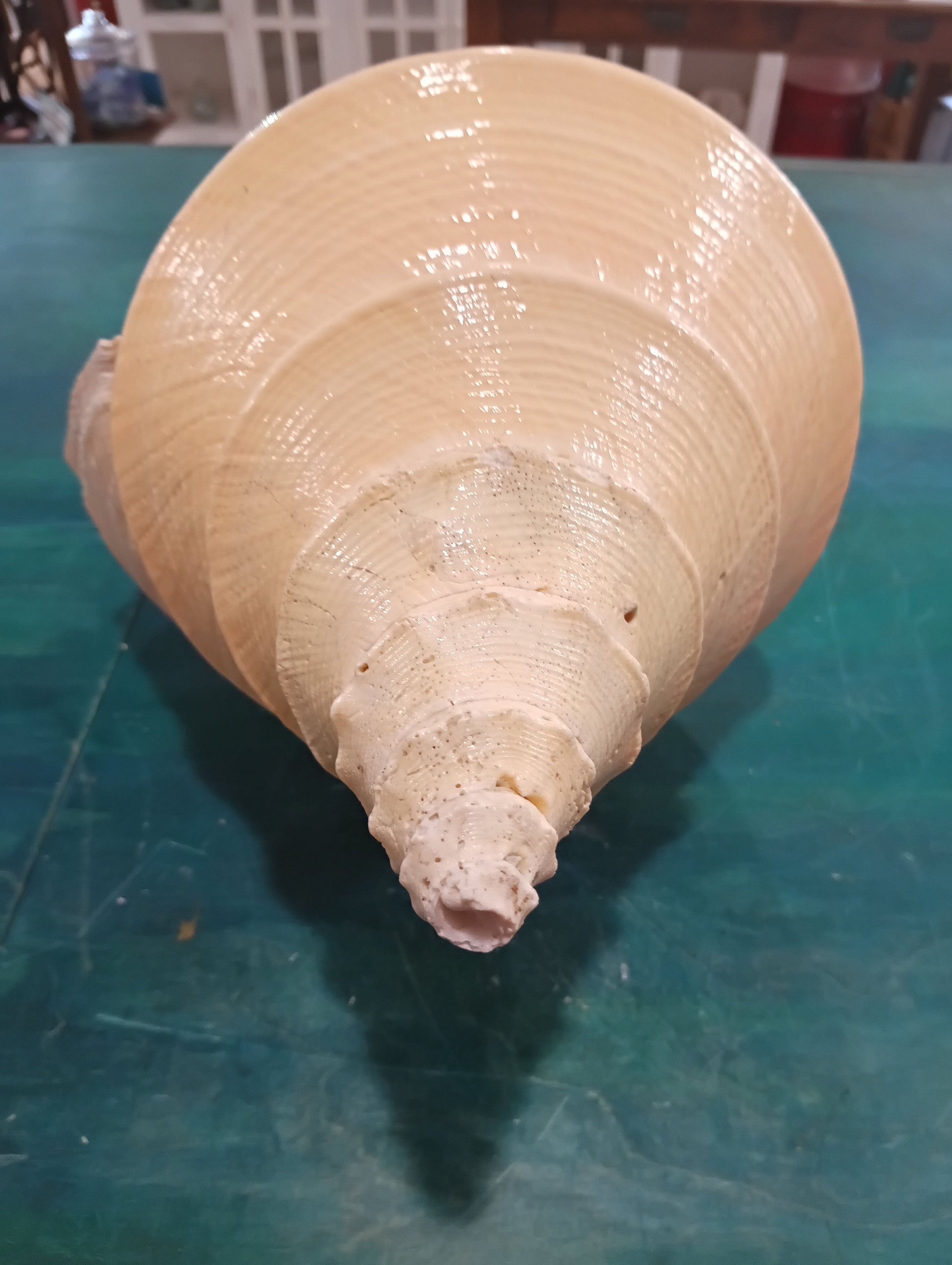 Australian Trumpet Shell 21" – Rare Syrinx aruanus Specimen – Shells