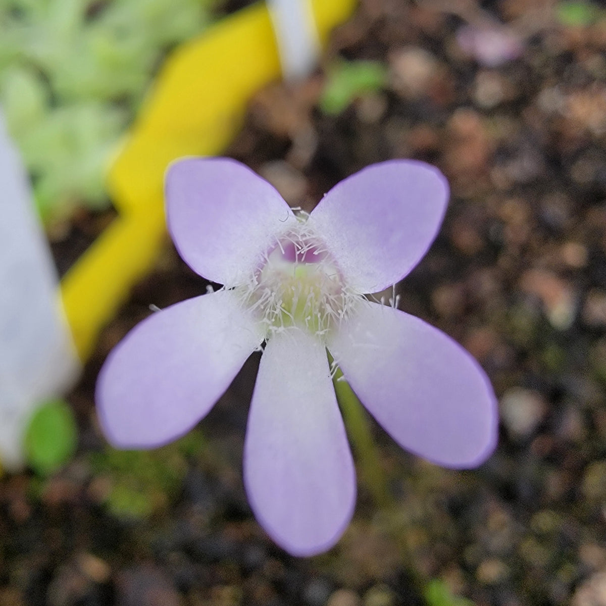 Pinguicula parvifolia – Carnivorous Butterwort Plant – Butterworts