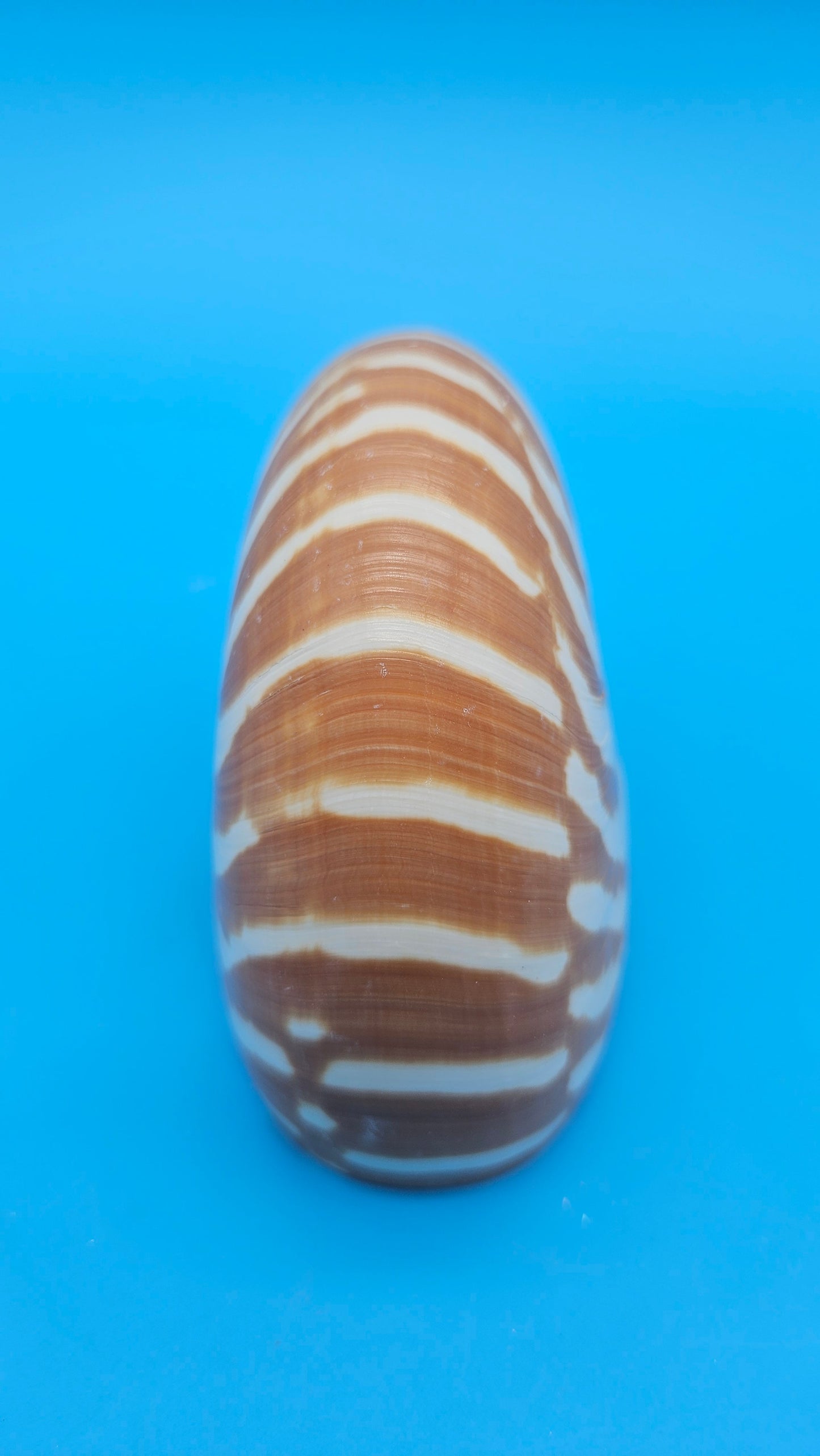 Chambered Tiger Nautilus Shell – Striking Natural Ocean Decor 4" Nautilus pompilius – Shells