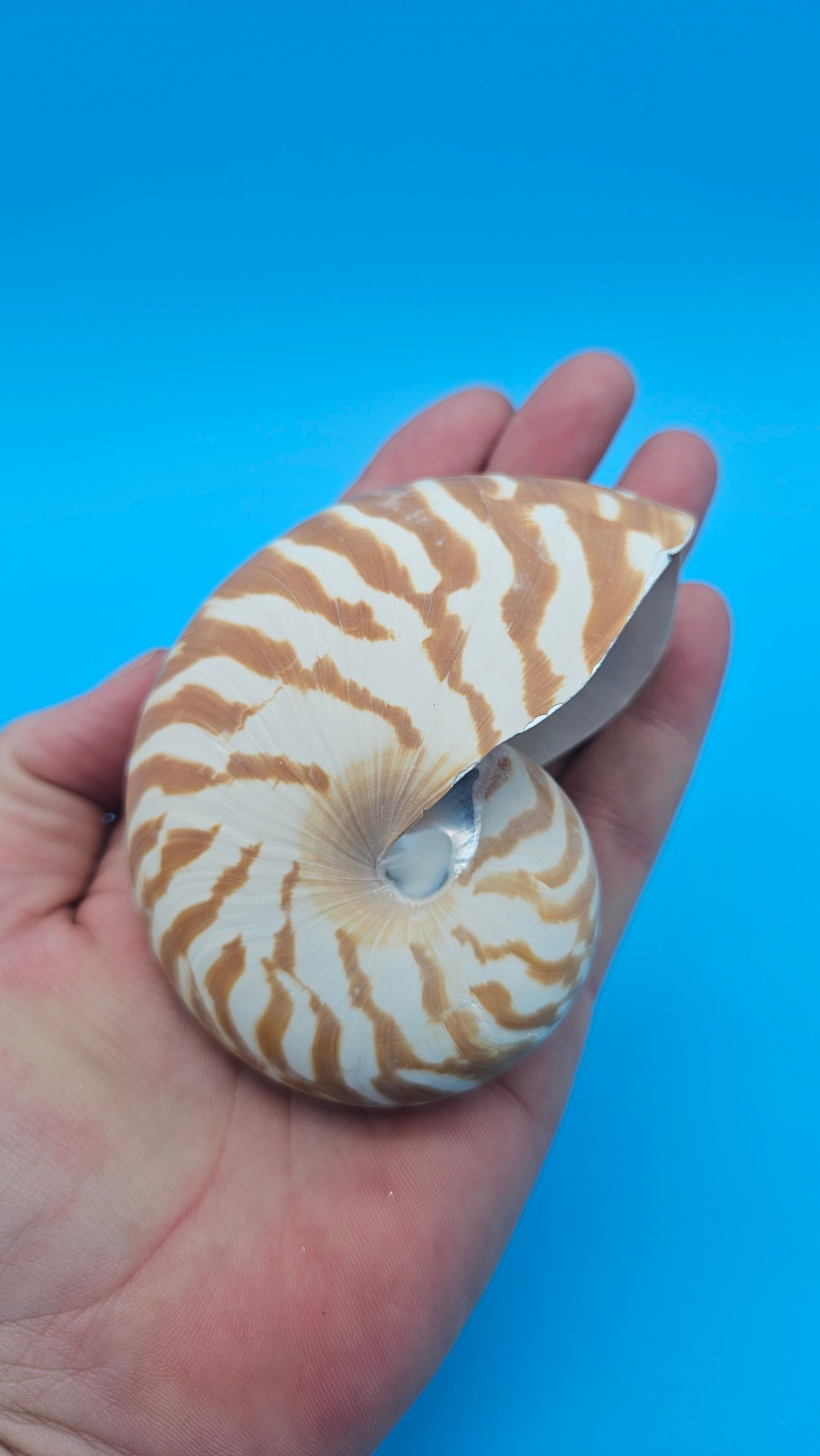 Chambered Tiger Nautilus Shell – Striking Natural Ocean Decor 3" (Nautilus pompilius) – Shells