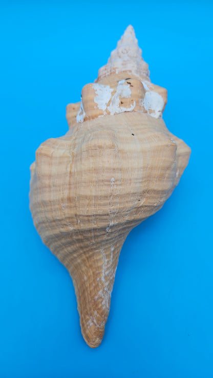 Rare Apricot Horse Conch Display Shell – Premium Coastal Home Decor Specimen 11" (Triplofusus giganteus) – Shells
