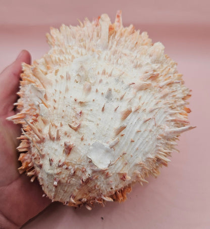 Large Hinged Spondylus Shell – 5.7" Coral-Tinged Ocean Display with Textured Spines Spiny Thorny Oyster – Shells