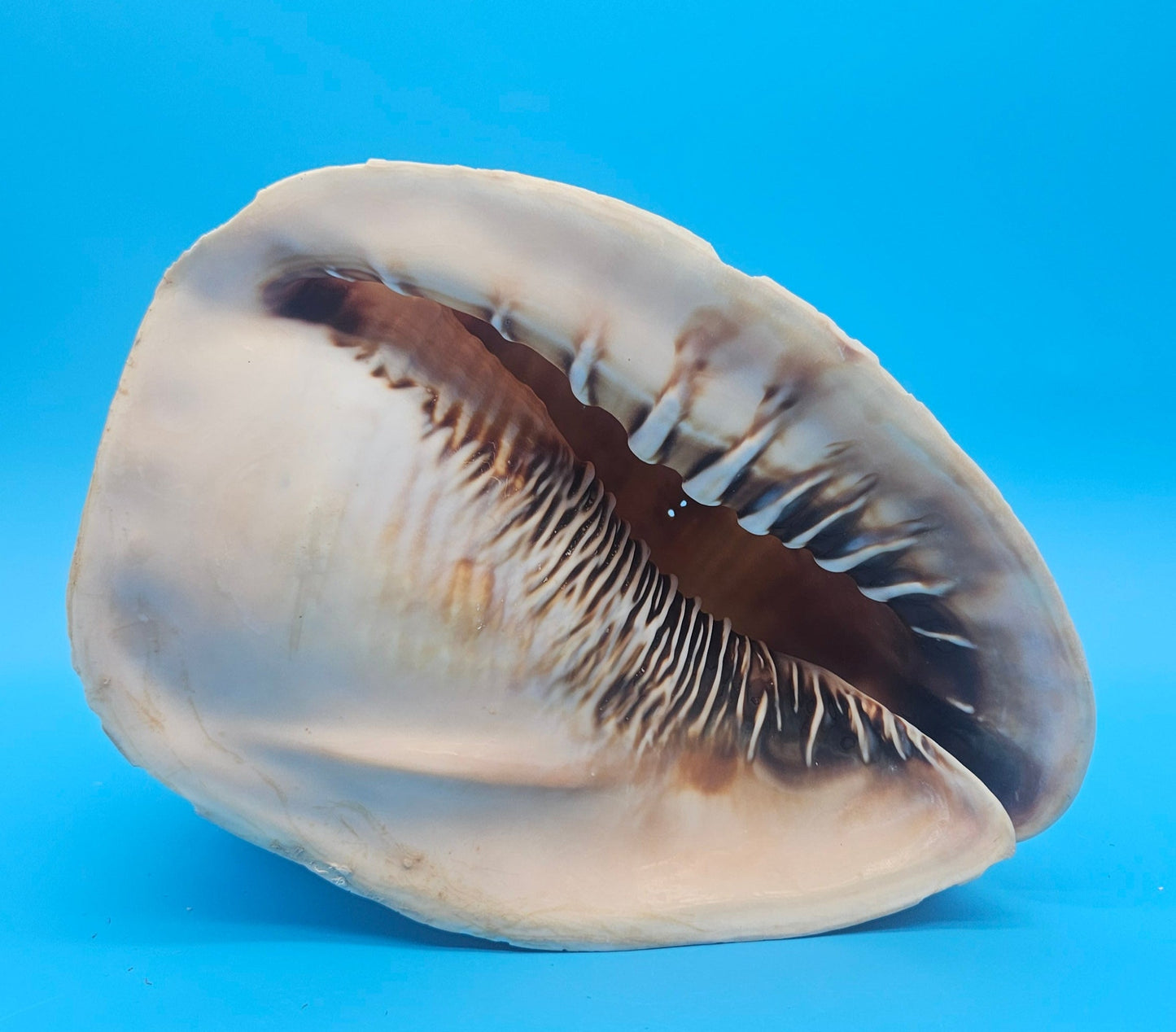 Large Queen Helmet Display Shell - Premium Coastal Home Decor Specimen 11.5" (Cassis Madagascariensis) – Shells