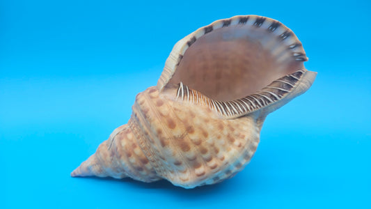 Blonde Golden Triton Shell – 9.75" Coastal Display Piece (CHARONIA VARIEGATA) – Shells