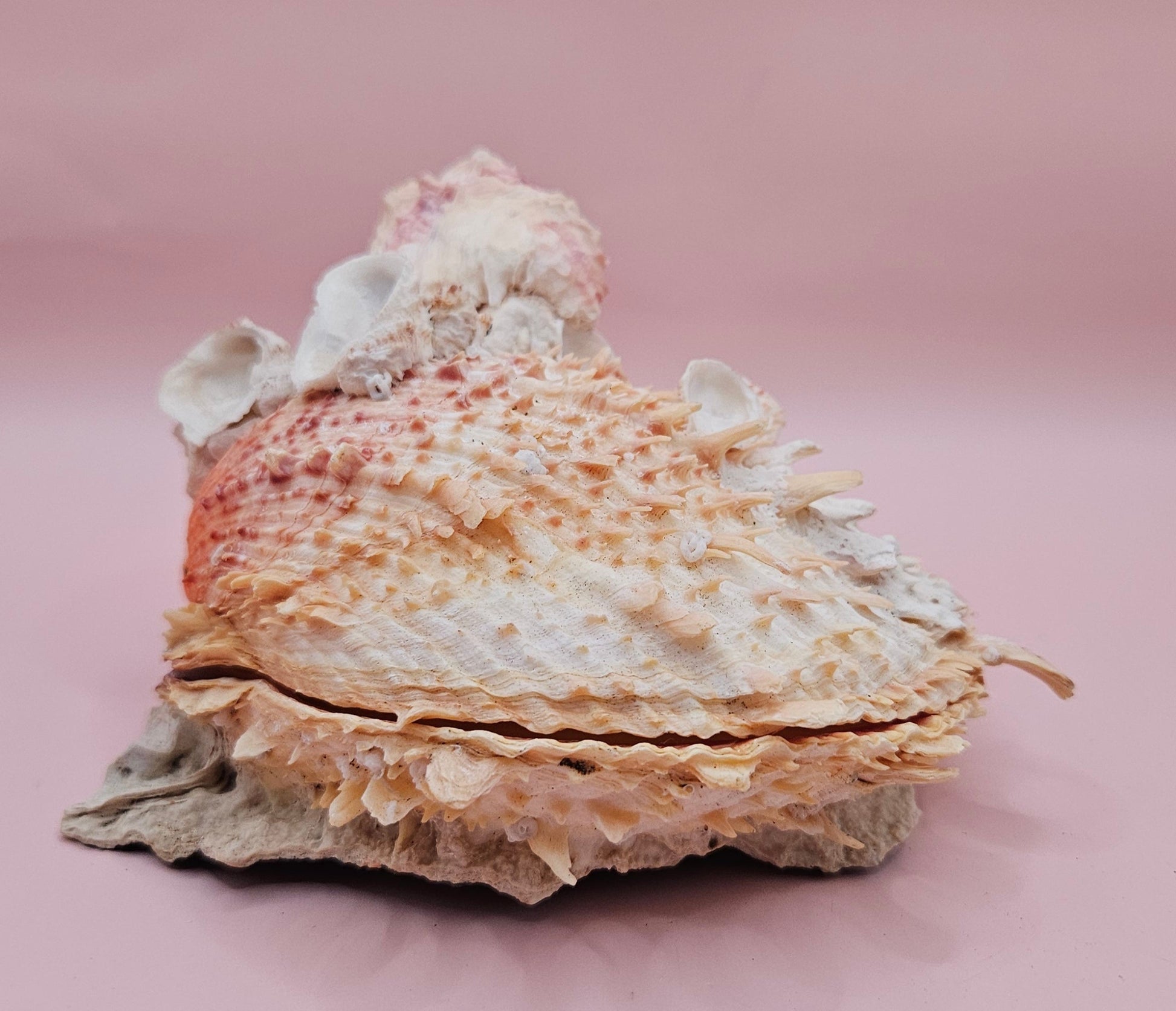 Spiked Spondylus Shell with Barnacles – Coastal Decor Display Shell 5.4" – Shells