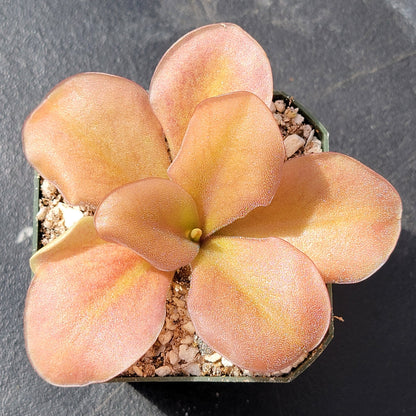 Pinguicula gigantea red x zamudioana – Rare Hybrid Carnivorous Butterwort | Live Plant – Butterworts