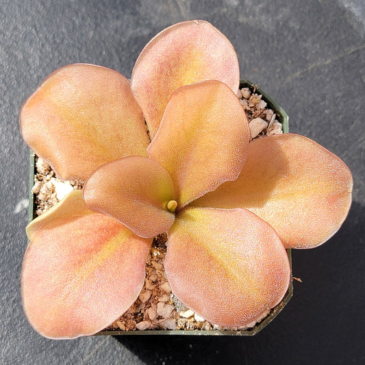 Pinguicula gigantea red x zamudioana – Rare Hybrid Carnivorous Butterwort | Live Plant – Butterworts