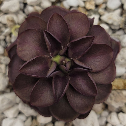 Pinguicula laueana "Tangerine" xPinguicula laueana "Tangerine" x cyclosecta – Rare Hybrid Carnivorous Butterwort | Live Plantcyclosecta – Butterworts
