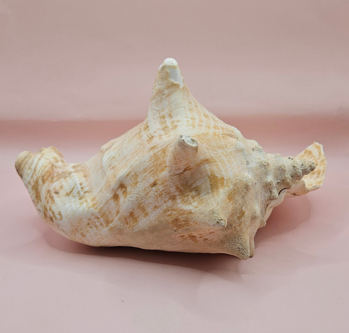 Large Atlantic Conch Shell 9.75" Natural Beach Display – Non-Pierced Coastal Decor – seashells
