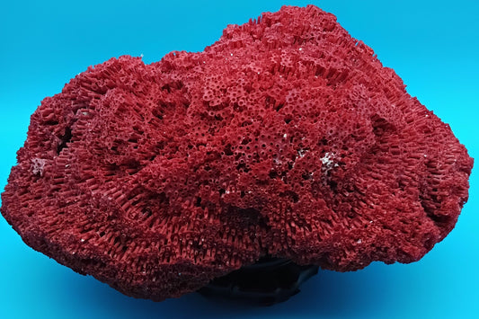 Vintage Red Pipe Coral 13x7.5x5.5 (Tubipora musica) Ocean Collectible