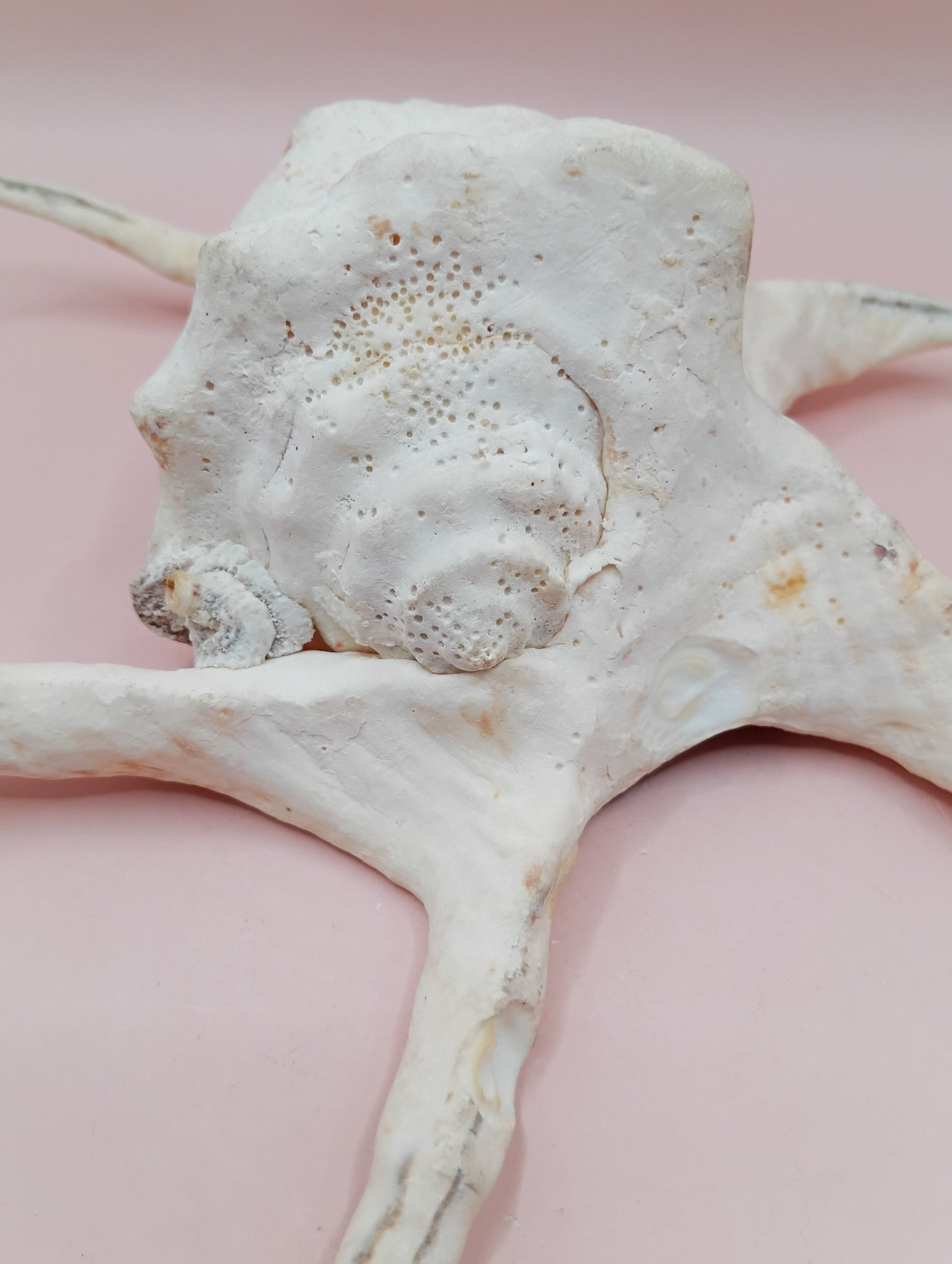 Lambis Chiragra Harpago Spider Conch Shell 9" | Coastal Display Specimen