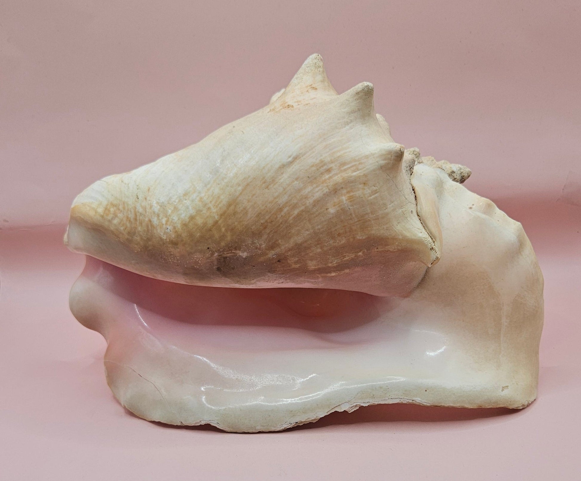 Large Atlantic Conch Shell 9.75" Natural Beach Display – Non-Pierced Coastal Decor – seashells