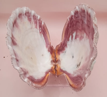 Natural Lion's Paw Seashell Pair – 5.5" x 5.0" – Coastal Display Accent – seashells