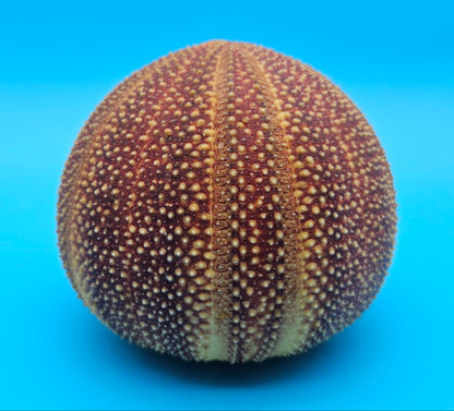 English Urchin Shell 4.8" Echinus esculentus Round Display with Bold Red Texture