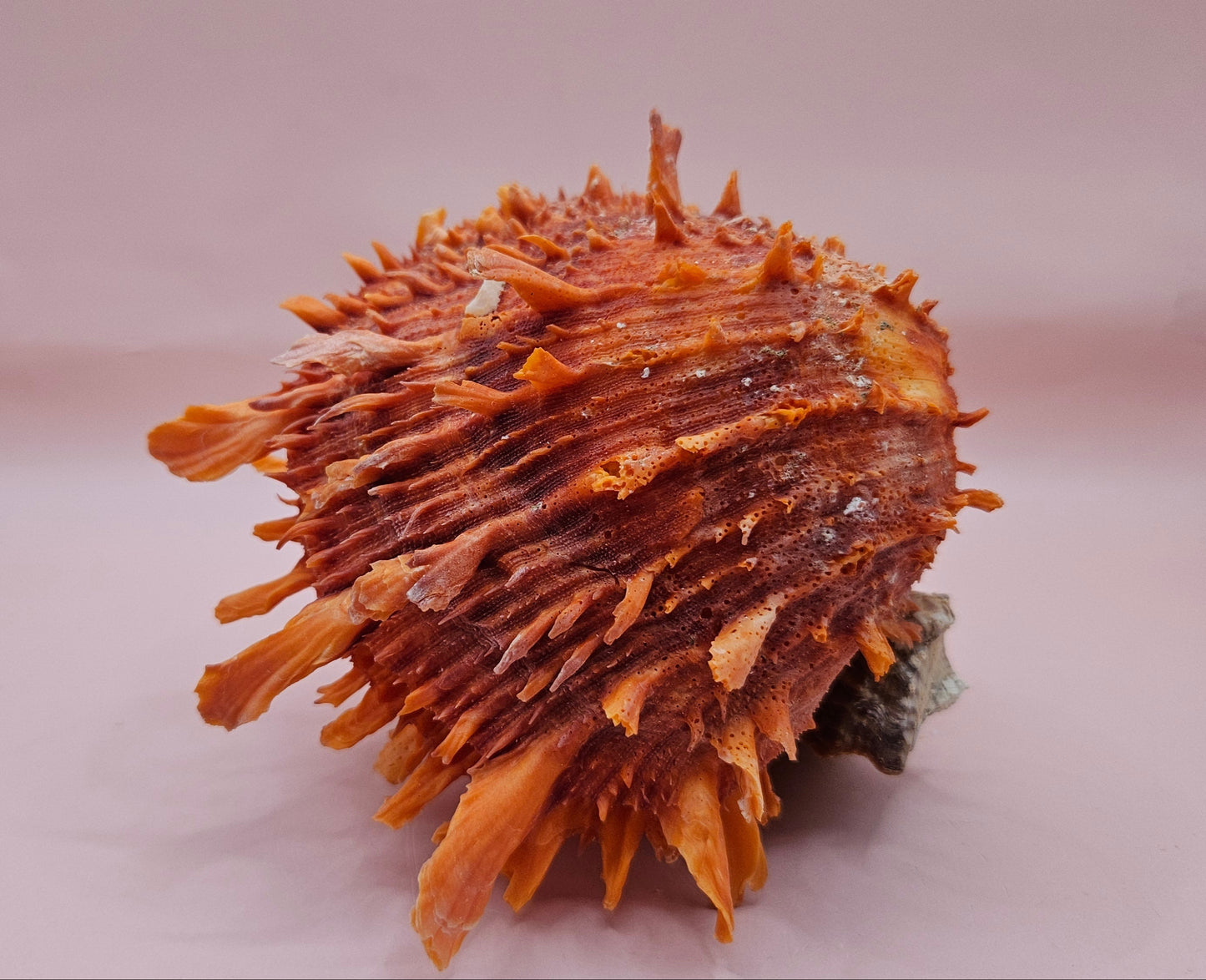 Princeps Spondylus Spiny Oyster Shell with Attached Undosa Astraea – Natural Ocean Display 6x5x4 – Shells