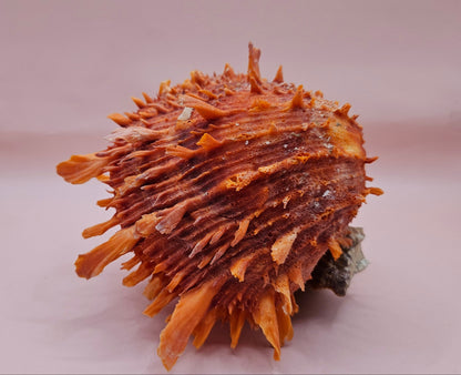 Princeps Spondylus Spiny Oyster Shell with Attached Undosa Astraea – Natural Ocean Display 6x5x4 – Shells