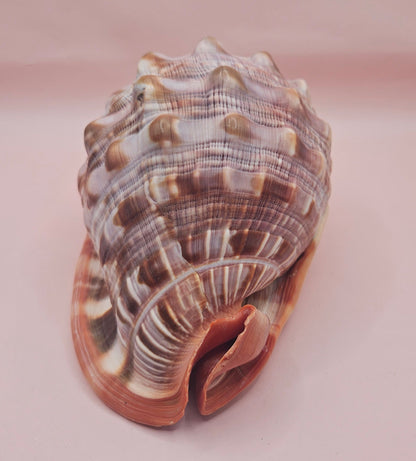 Select Bullmouth Cameo Helmet Shell 7x5x4 Display – Shells