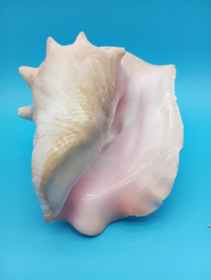 9" Pink Queen Conch Display Shell – NON PIERCED (Strombus Gigas)