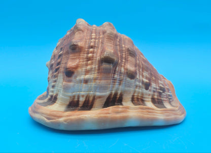 Select Bullmouth Cameo Helmet Shell 7x5x4 Display – Shells