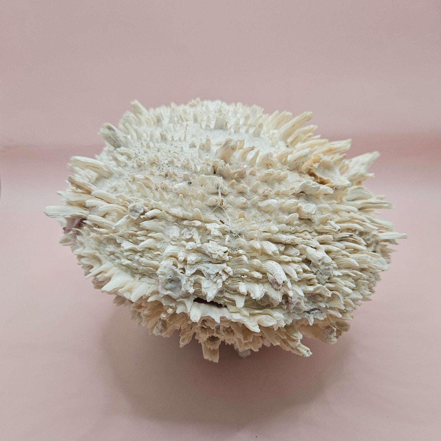 8" White Spondylus Shell with Natural Spikes – Coastal Textured Display Shell – Shells
