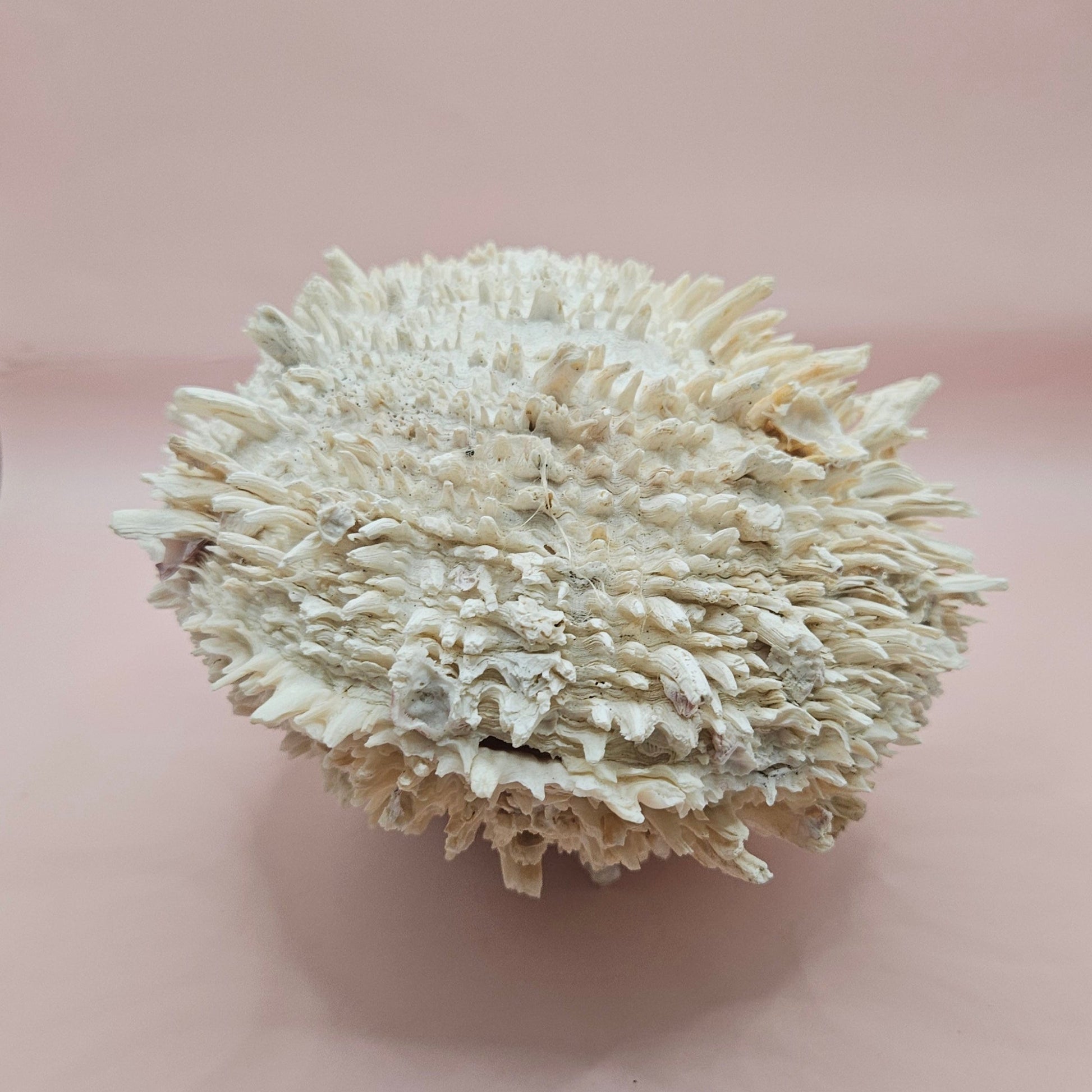 8" White Spondylus Shell with Natural Spikes – Coastal Textured Display Shell – Shells