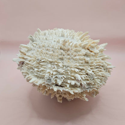 8" White Spondylus Shell with Natural Spikes – Coastal Textured Display Shell – Shells