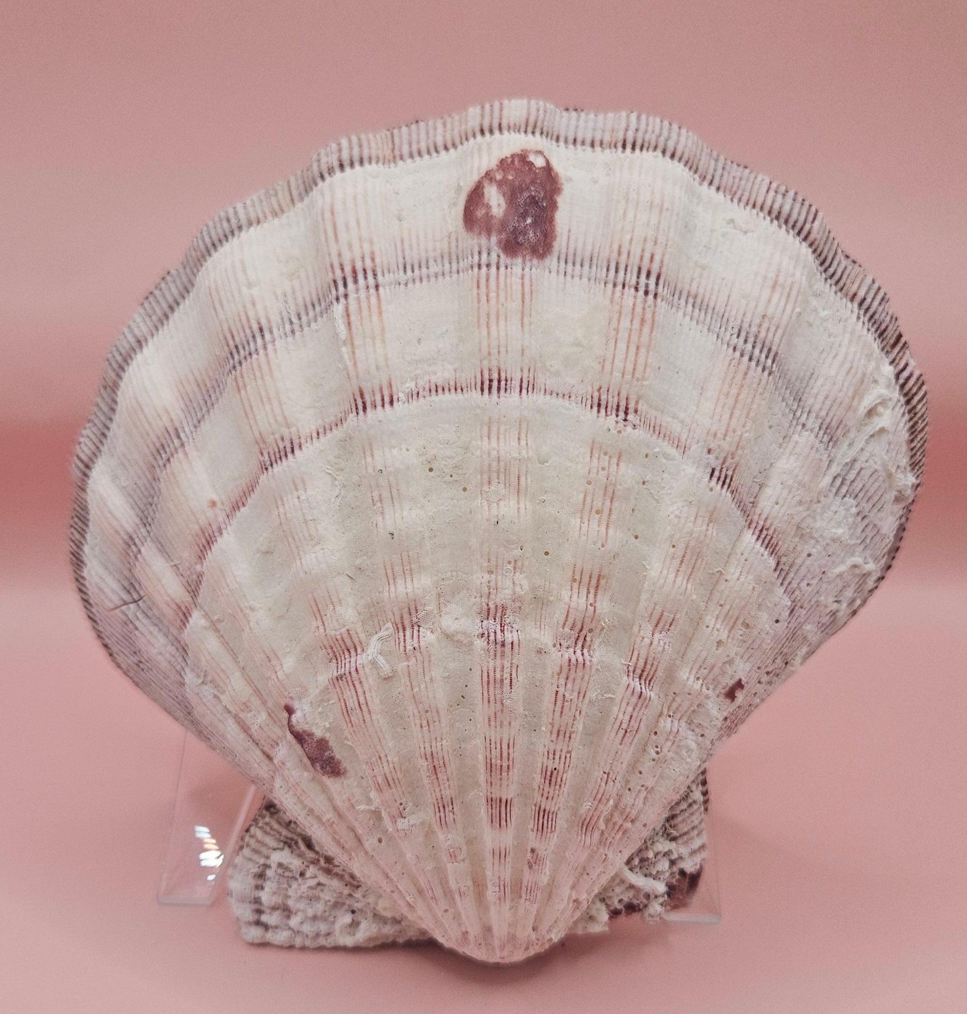 Lions Paw Shell 5.75" - Natural Seashell Decor – seashells
