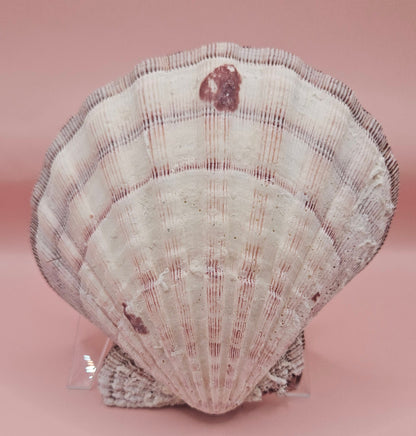 Lions Paw Shell 5.75" - Natural Seashell Decor – seashells