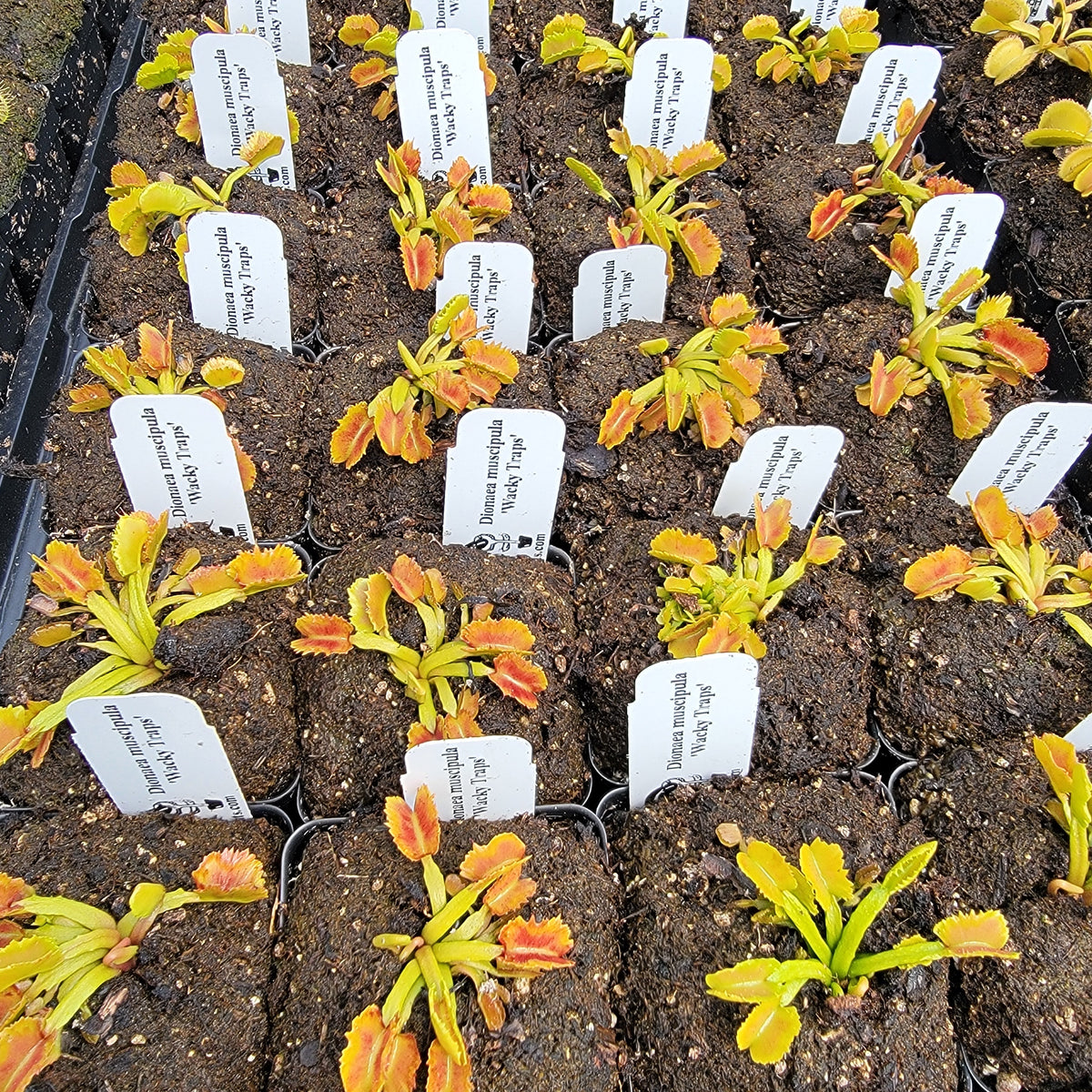 Wacky Traps Venus Flytrap (Dionaea muscipula) – Live Plant – Venus flytrap