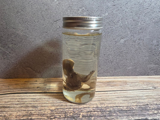 Octopus Wet Specimen (Sm #1) –