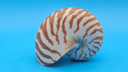 Tiger Nautilus Shell – Striking Natural Ocean Decor 3.6"