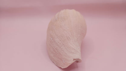 Fulgoraria Nagouchii Hashingi Display Shell – Natural Peach Toned Spiral 6.2" – seashells