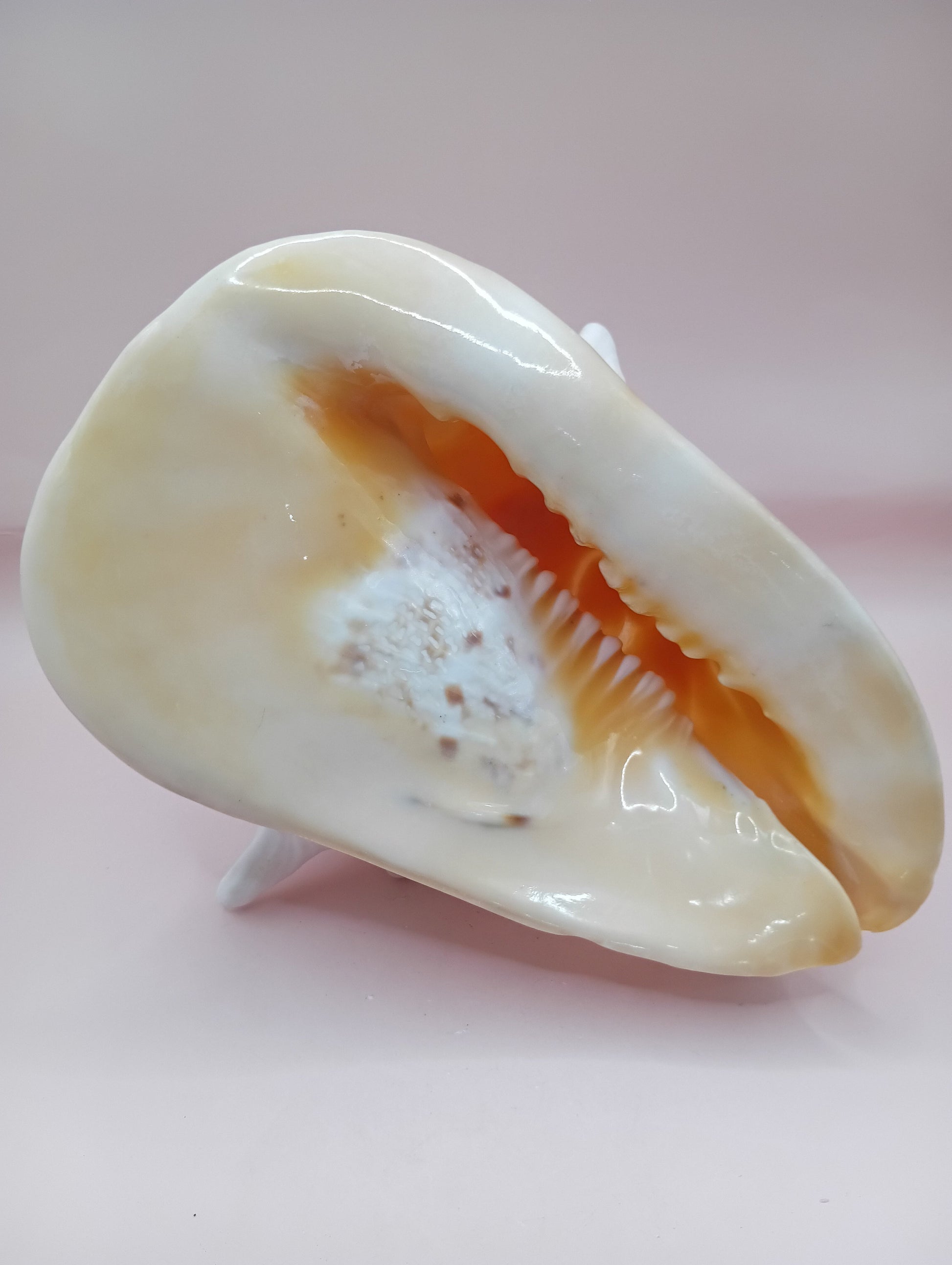 Hand Carved Yellow Helmet Shell – 7.8" Natural Cassis Cornuta – Shells