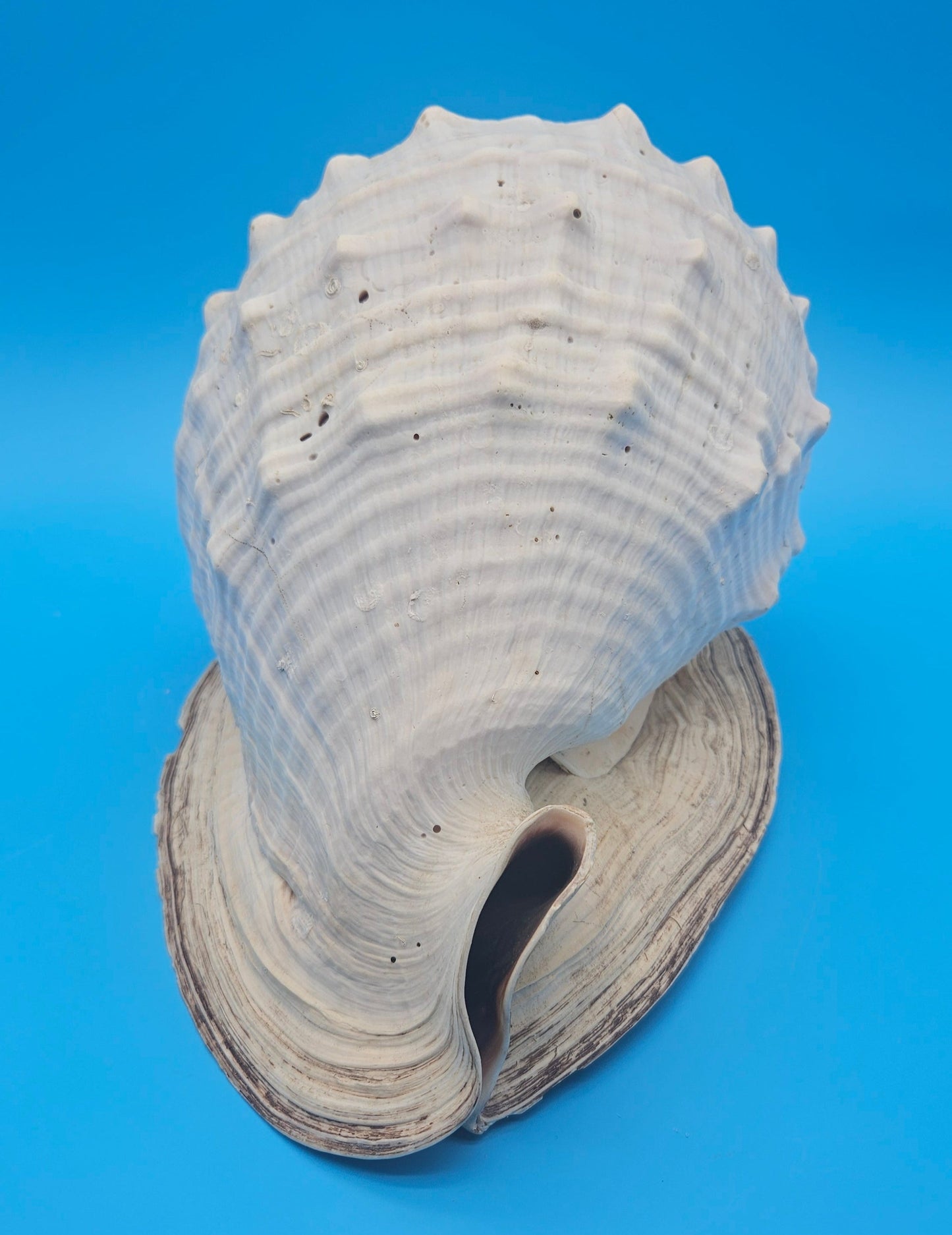 Large Queen Helmet Display Shell - Premium Coastal Home Decor Specimen 11.5" (Cassis Madagascariensis) – Shells