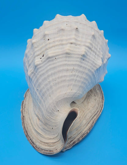 Large Queen Helmet Display Shell - Premium Coastal Home Decor Specimen 11.5" (Cassis Madagascariensis) – Shells