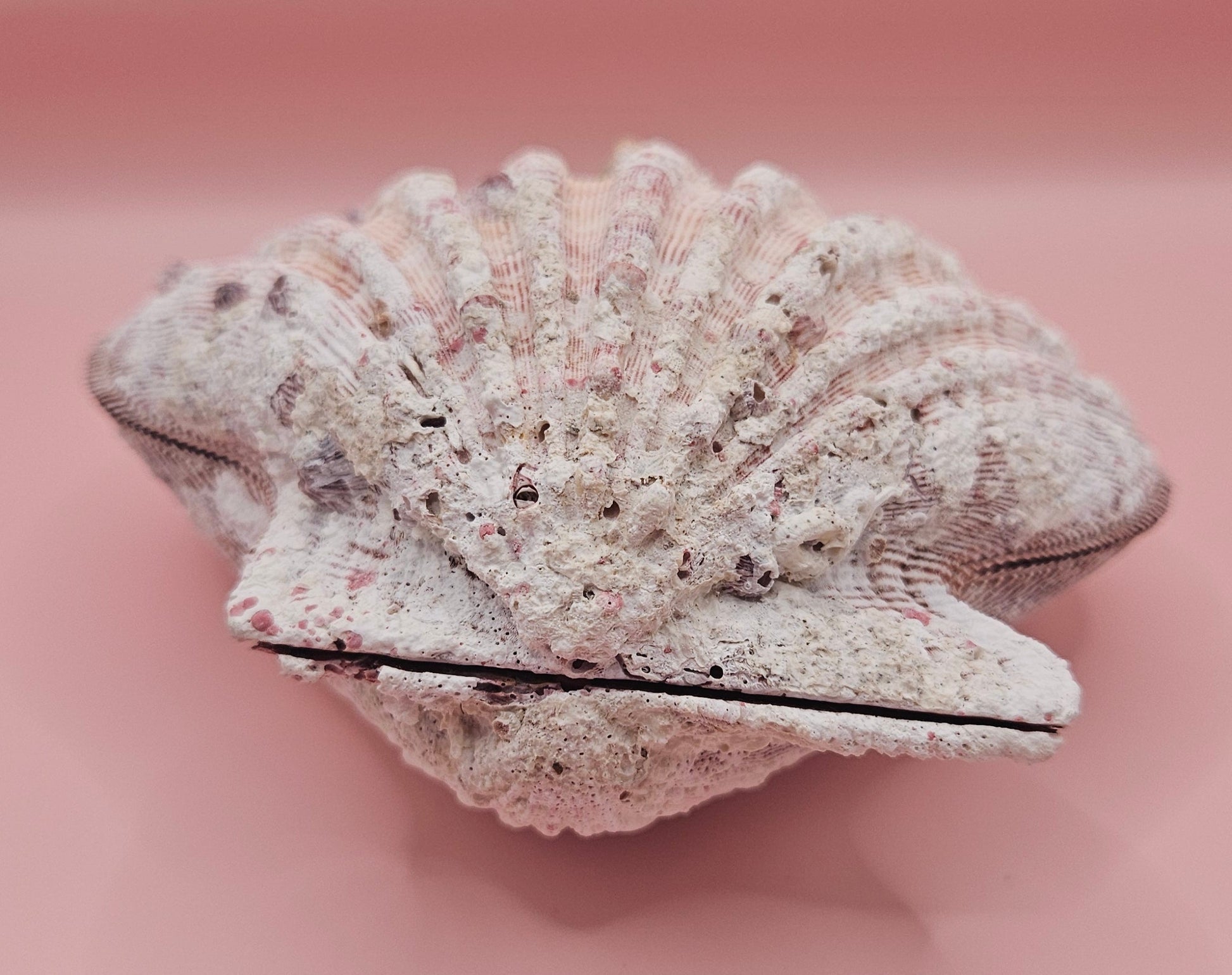 Lions Paw Shell 5.75" - Natural Seashell Decor – seashells